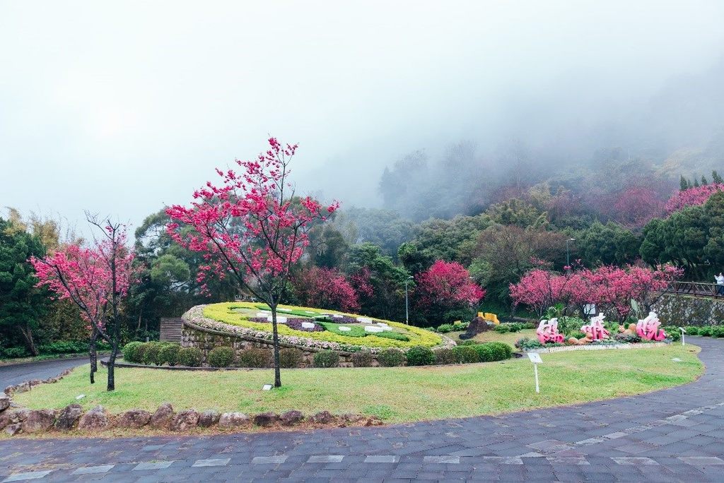 阳明公园（阳明山） 每年花季吸引大批游客到访，阳明山花钟更是上山必访重要地标(图片来源：台北市政府观光传播局)