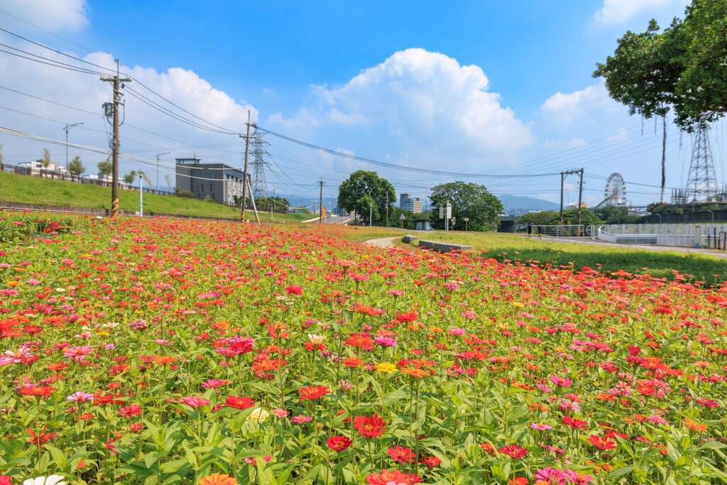 河雙21百日草花海 賞花期自即日起持續到11月底(圖片來源：臺北市政府工務局水利工程處)
