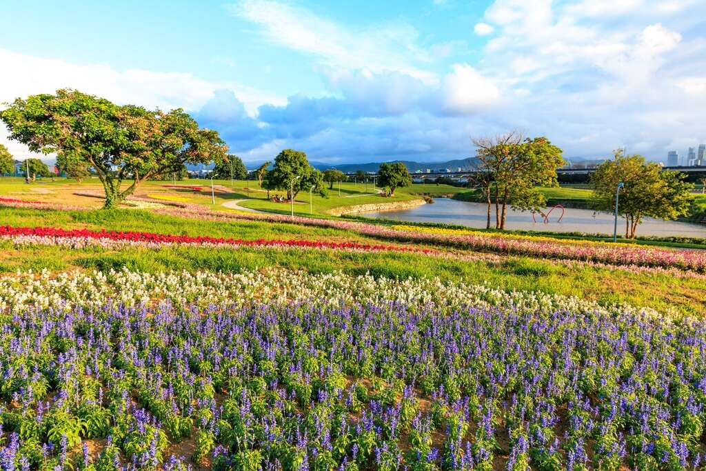 美堤河滨花海 康芮台风前花况 (3)(图片来源：台北市政府工务局水利工程处)