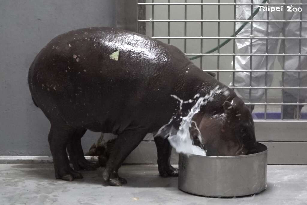 Thabo目前狀態良好，觀察到正常進食、排泄，也迫不及待玩水盆裡的水。(圖片來源：臺北市立動物園)