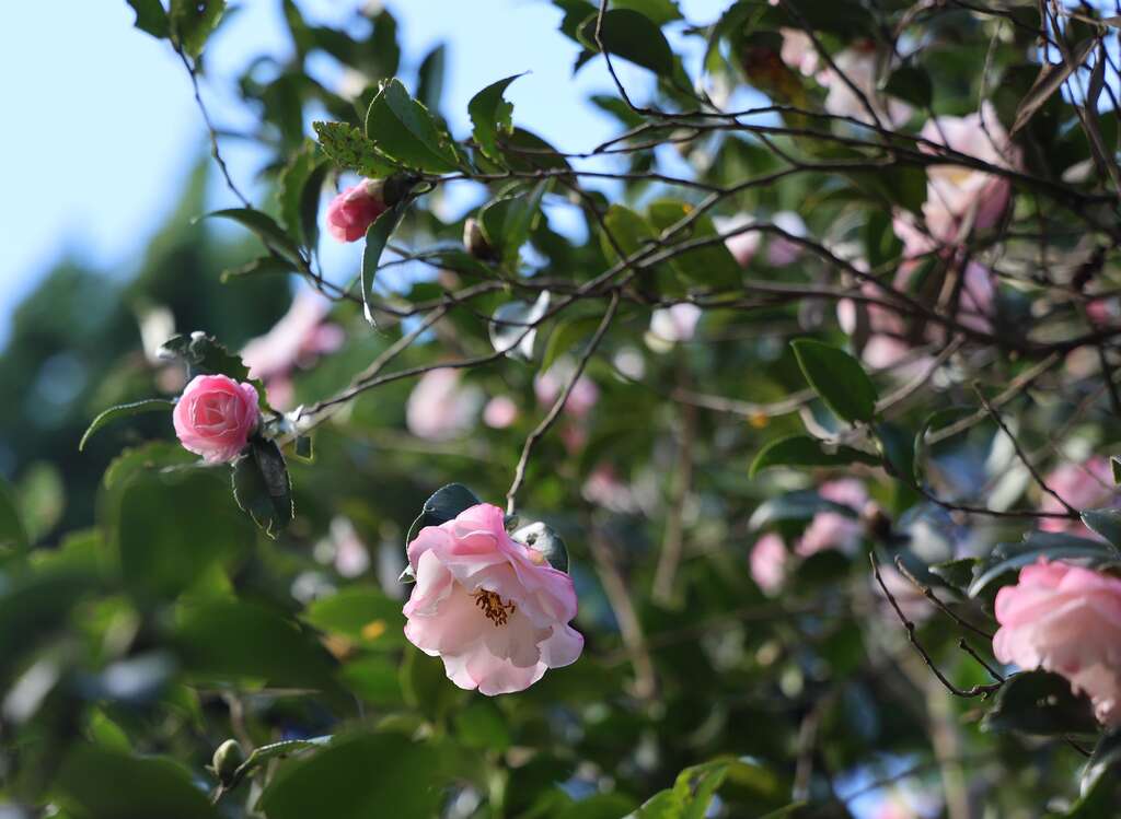 浪漫紅白相間的茶梅(圖片來源：臺北市政府工務局公園路燈工程管理處)