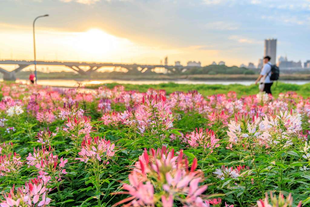 延平河滨花海 选用近万盆醉蝶花作为花海的主设计(图片来源：台北市政府工务局水利工程处)