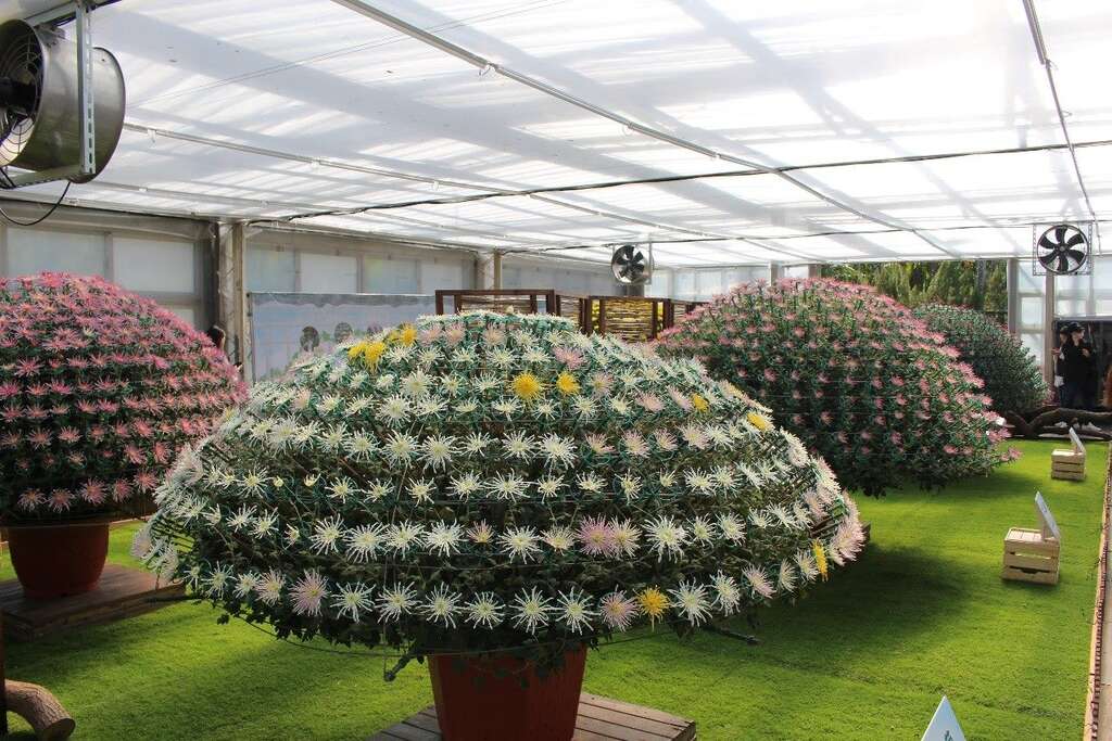 單株呈現多色的嫁接大立菊之美，值得您細細品味(圖片來源：臺北市政府工務局公園路燈工程管理處)
