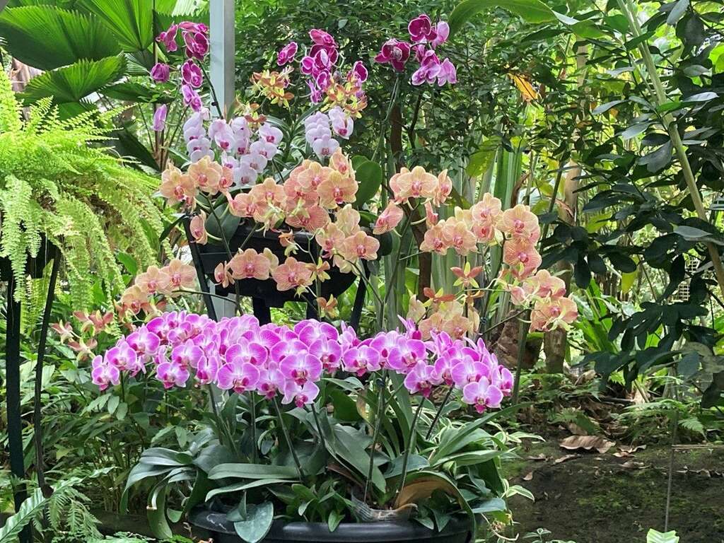 近期刚整理完的兰花植物区(图片来源：台北市政府工务局公园路灯工程管理处)