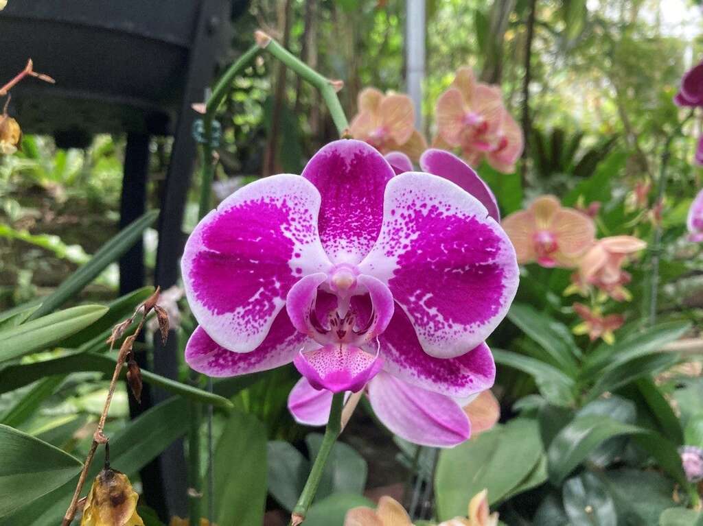 具有紫色斑蚊及色块的蝴蝶兰(图片来源：台北市政府工务局公园路灯工程管理处)