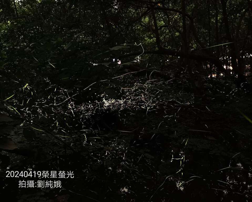 荣星花园公园生态守护志工队在生态池拍出璀璨萤光。(志工刘纯娥拍摄)。