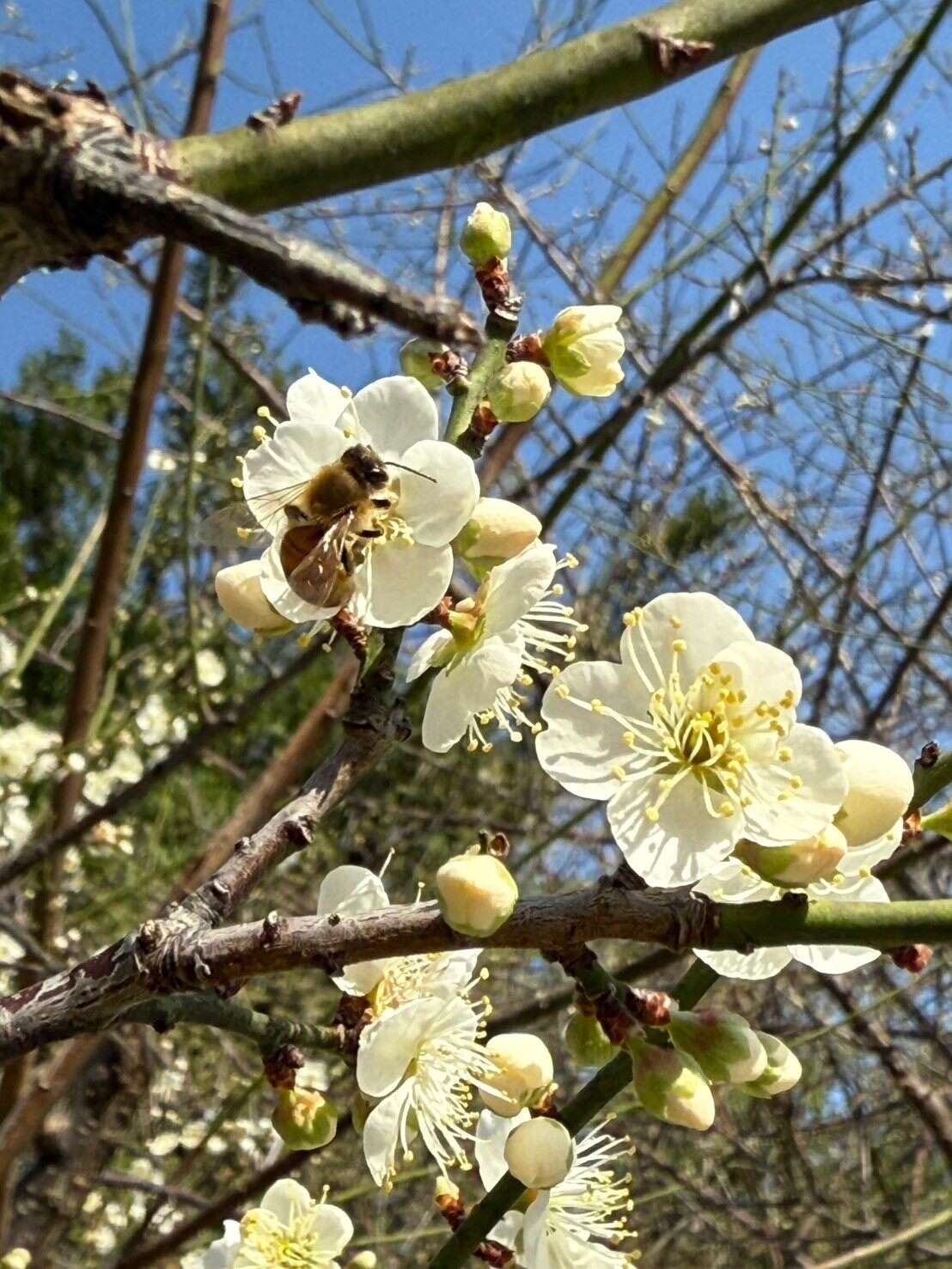 園內老梅樹花朵綻放，聞香來訪的蜜蜂正忙於採集花蜜。(圖片來源：臺北市政府工務局公園路燈工程管理處)