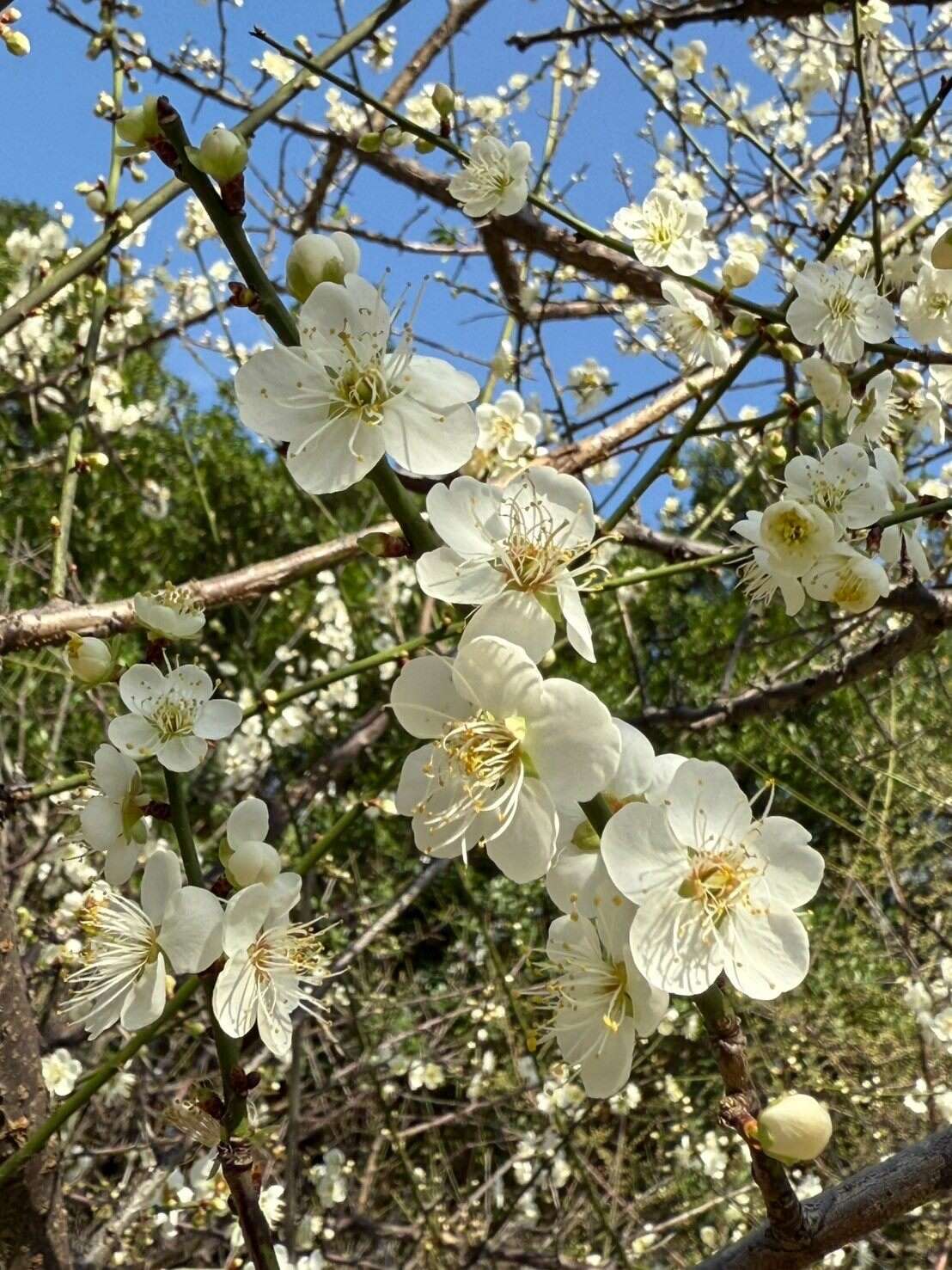 梅花是原產中國的獨特花卉，小巧潔白的花瓣顯得雅緻，亦是園林造景的熱門品項。(圖片來源：臺北市政府工務局公園路燈工程管理處)