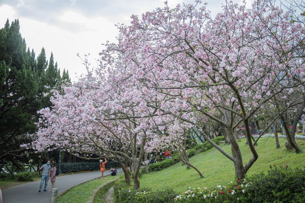 阳明山花季主题为「让爱在心中绽放」，首次与迪士尼合作展出四大主题，新春期间除了赏樱也能享受寻找迪士尼公主的乐趣(图片来源：台北市政府观光传播局)