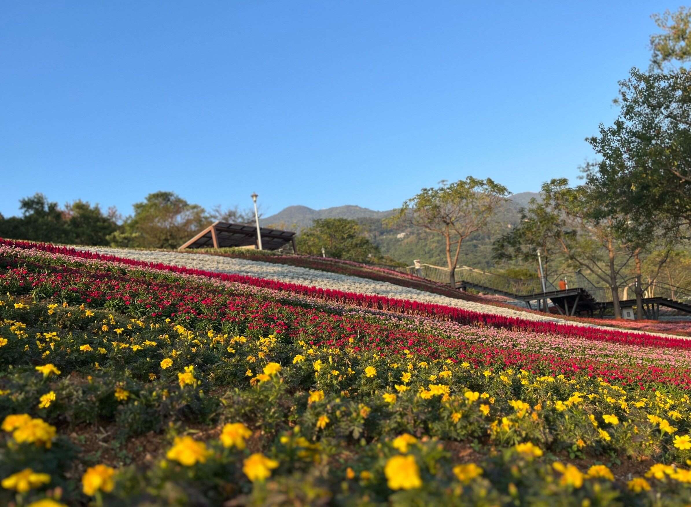 三层崎花海 孔雀草(图片来源：台北市政府工务局公园路灯工程管理处)