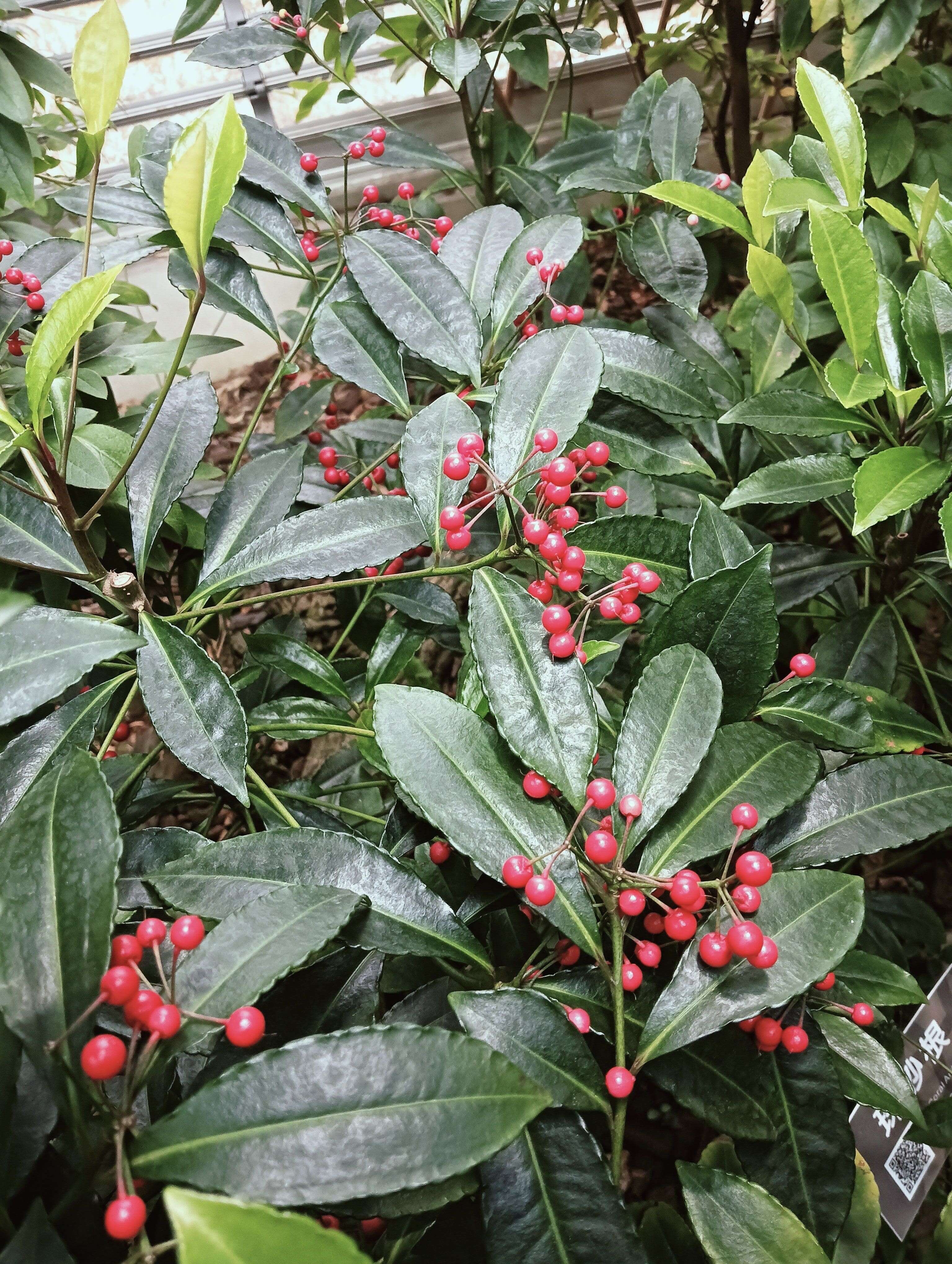 朱砂根就藏身在「温带植物区」，因为植株低矮，必须要蹲下才能一赏它的丰采(志工周克敏提供)。