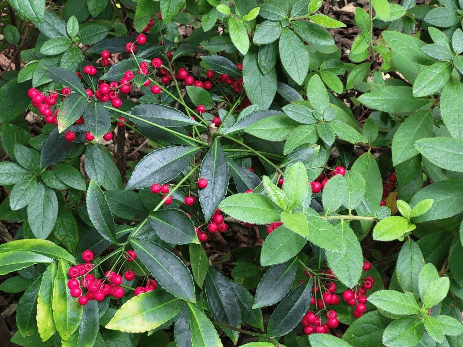 春节赏朱砂根，让您福气万两好运到(志工周克敏提供)。