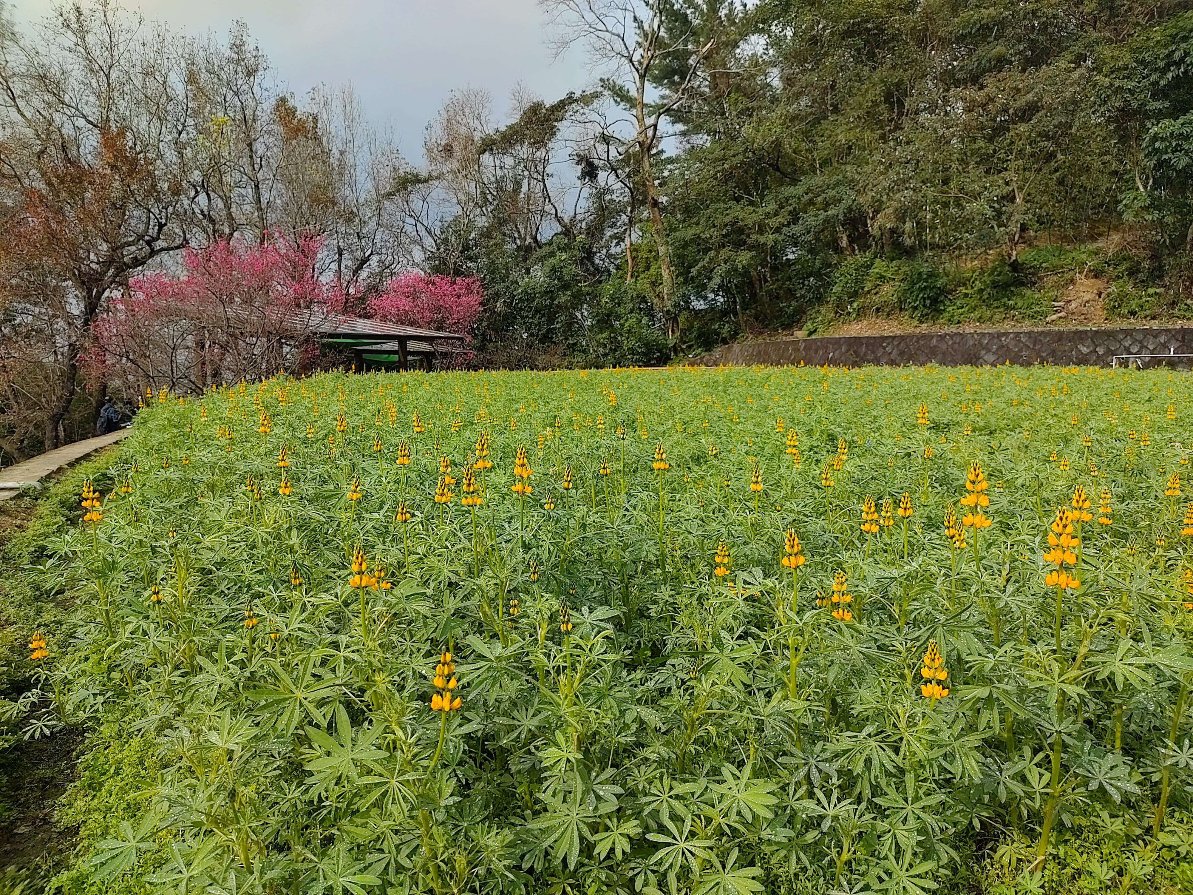 樟樹步道花海(圖片來源：臺北市政府工務局大地工程處)