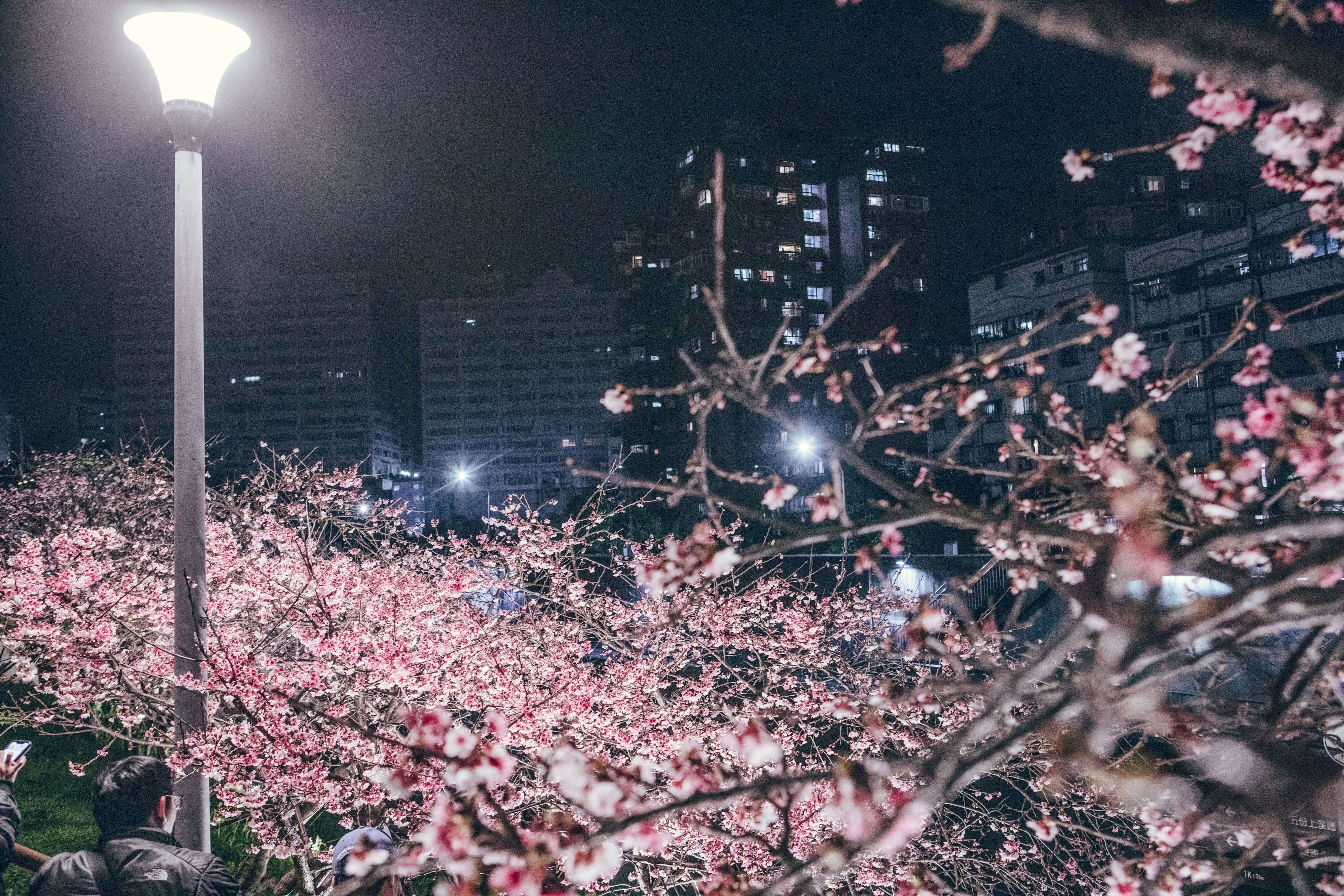 乐活公园夜樱(图片来源：台北市政府工务局公园路灯工程管理处)