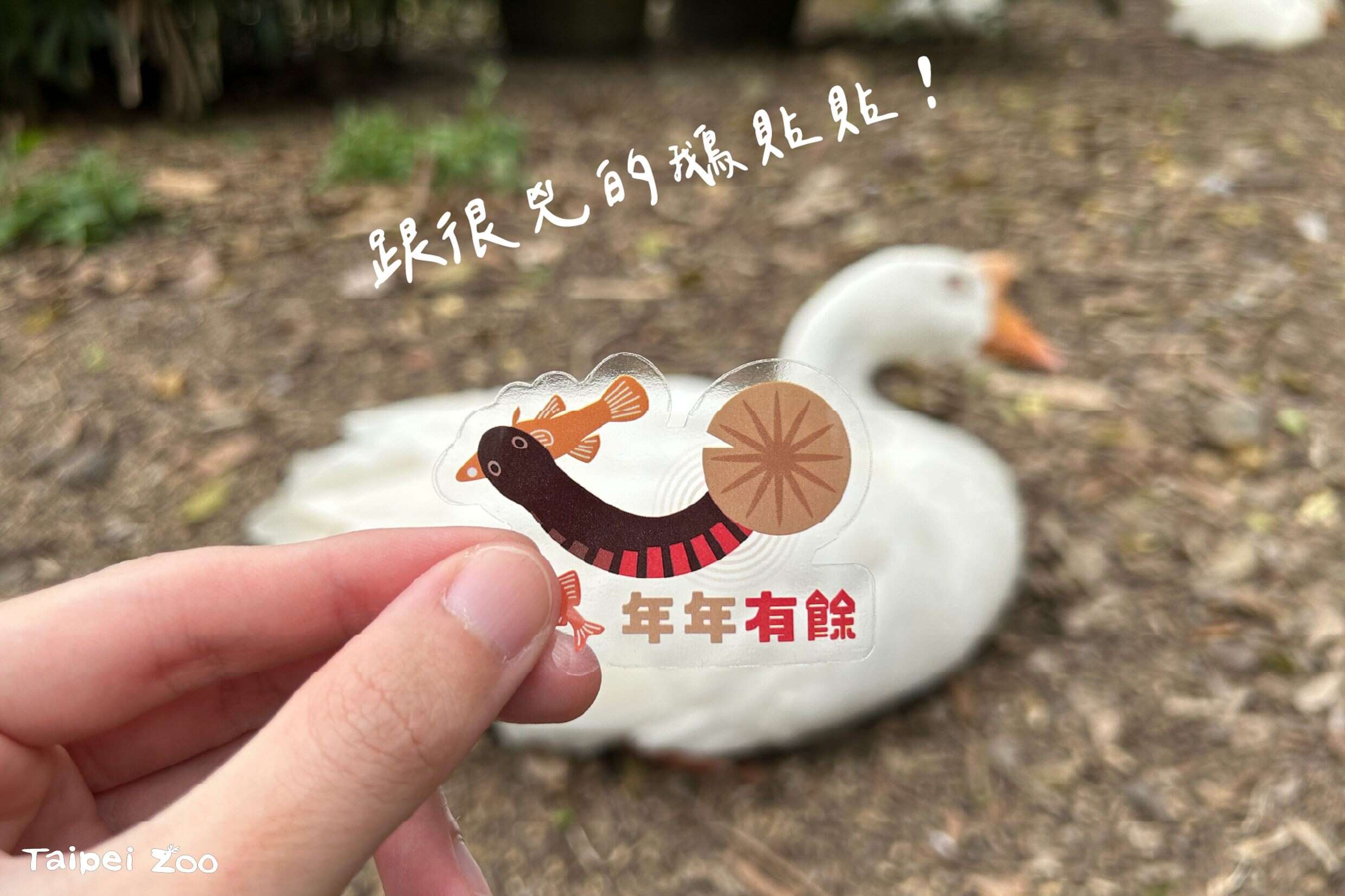 完成漫步健康动物园健走路线集到三个章，就可以兑换赤腹游蛇贴纸。(图片来源：台北市立动物园)