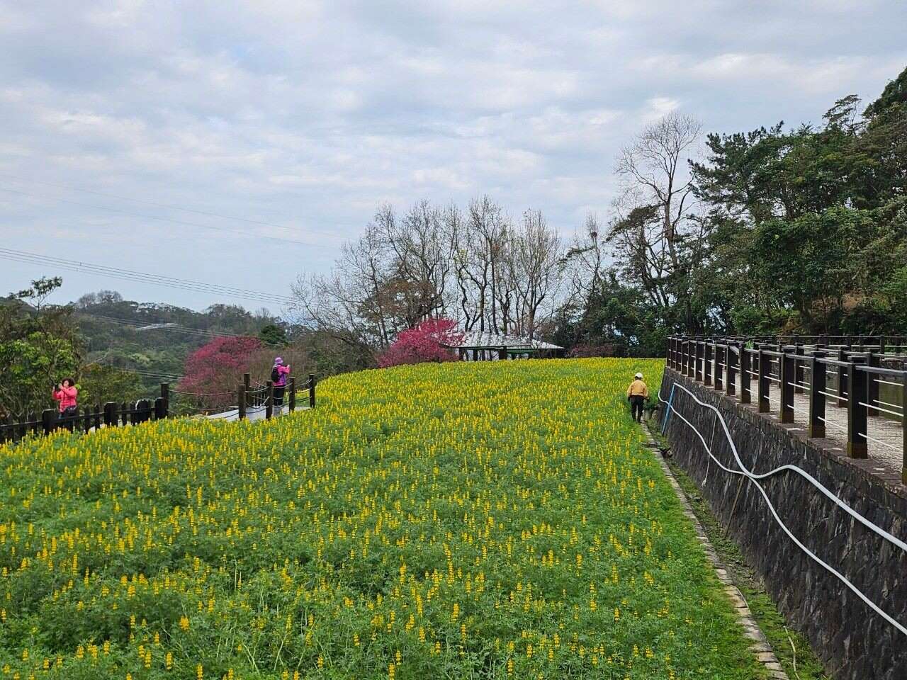 今年的鲁冰花於1月底陆续绽放，成为春节期间的热门郊游地点(图片来源：台北市政府工务局大地工程处)