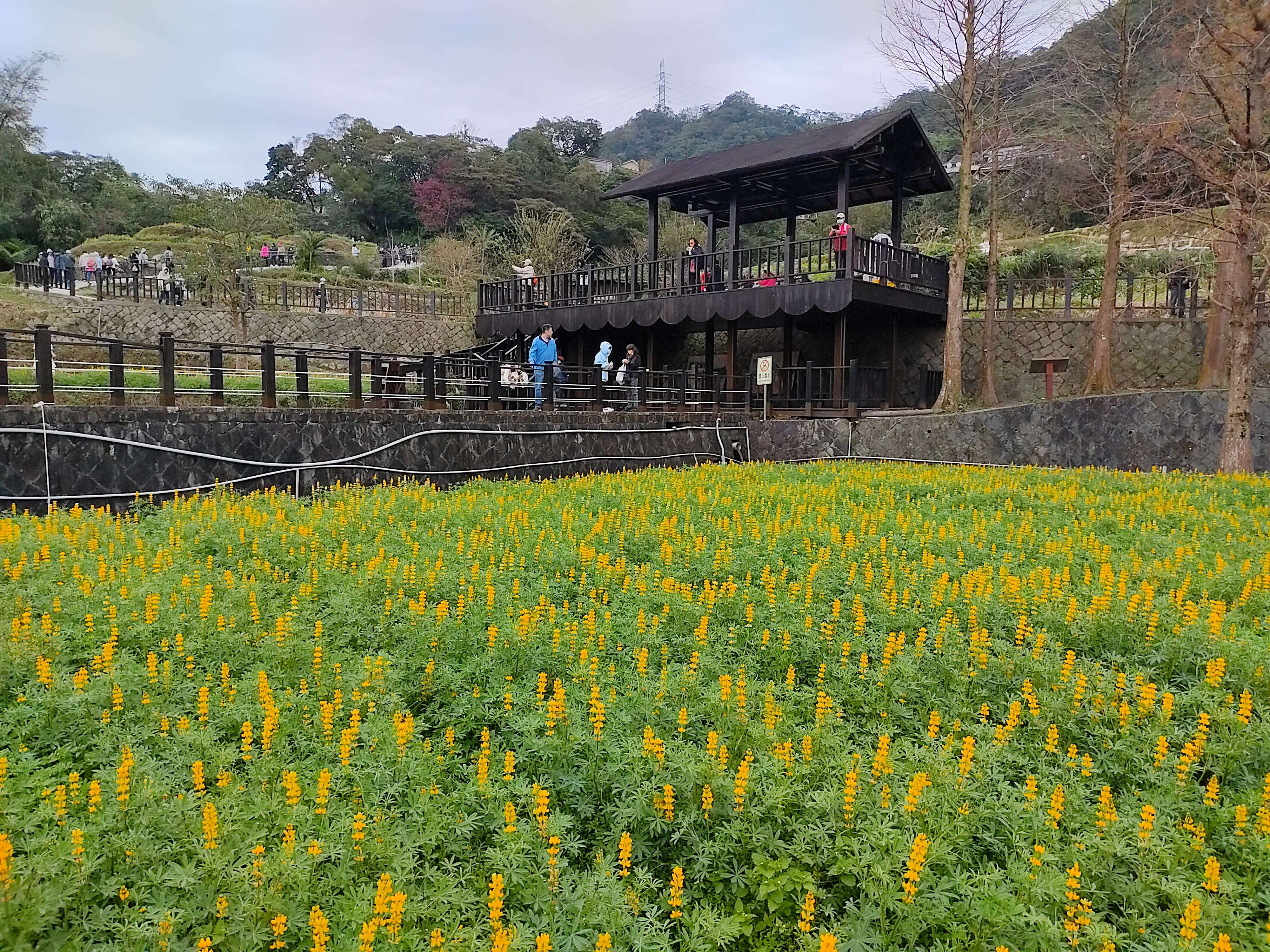 鲁冰花花海(图片来源：台北市政府工务局大地工程处)