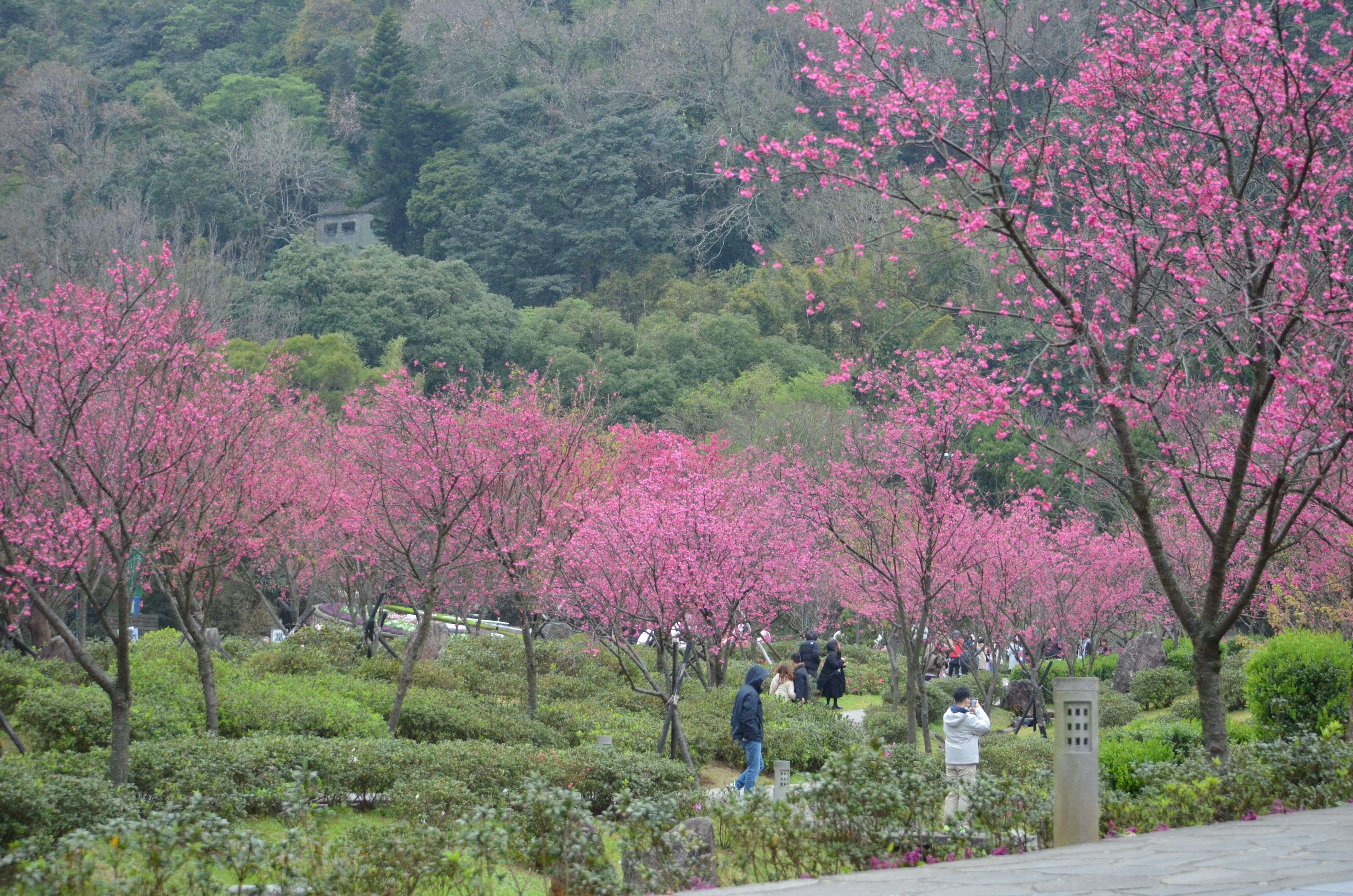 陽明公園櫻花溪流區(拍攝日期114年2月6日)(圖片來源：臺北市政府工務局公園路燈工程管理處)