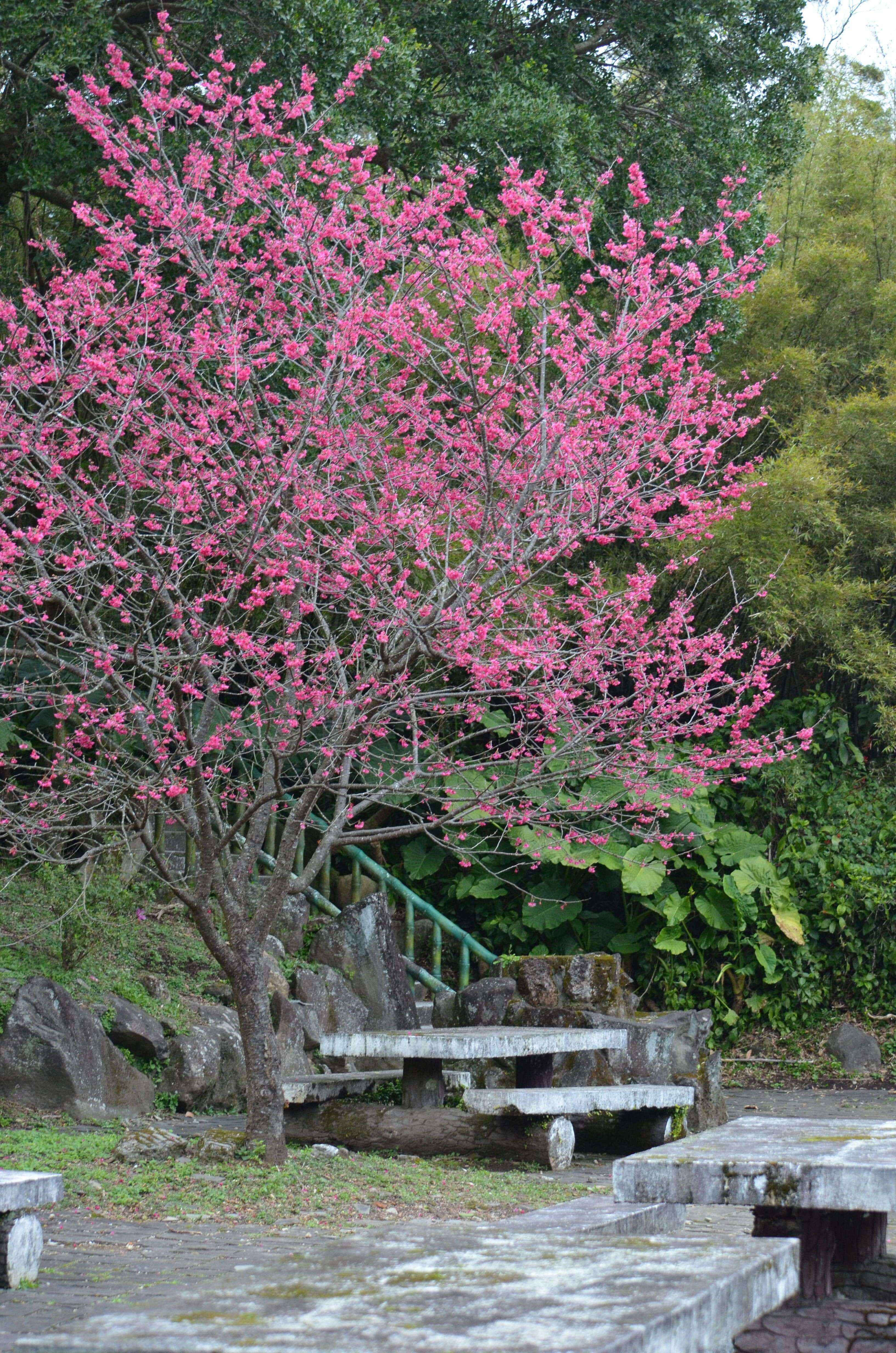 第二停車場水濂洞區八重櫻盛開(拍攝日期114年2月6日)(圖片來源：臺北市政府工務局公園路燈工程管理處)