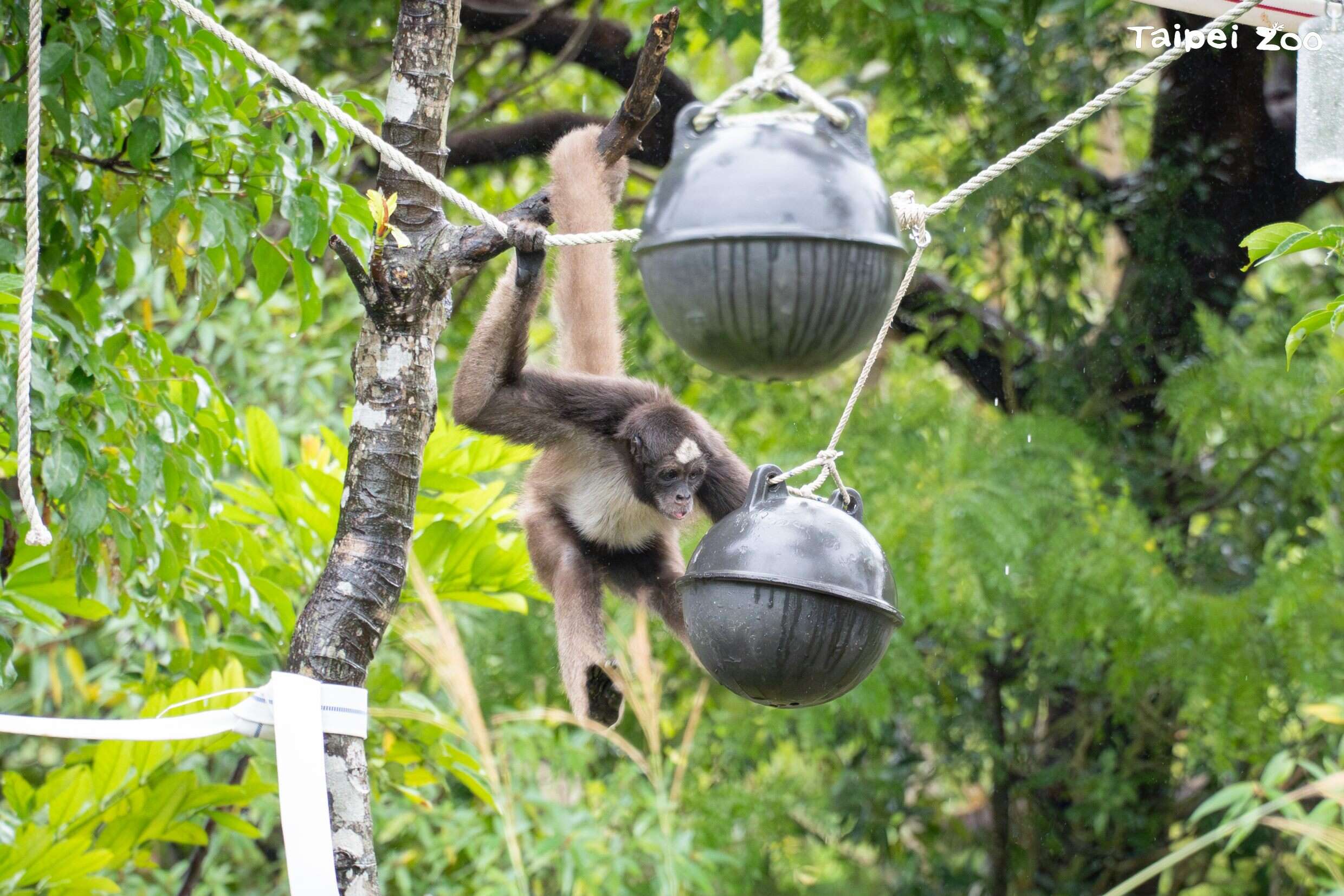 動物園保育員利用海洋保育署桃竹海洋保育站提供的海洋廢棄物浮球，改造成動物玩具(圖片來源：臺北市立動物園)