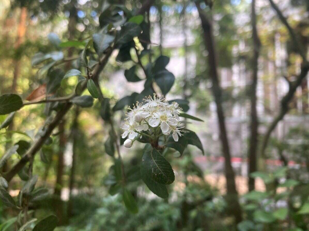 台東火刺木的花(圖片來源：臺北市政府工務局公園路燈工程管理處)