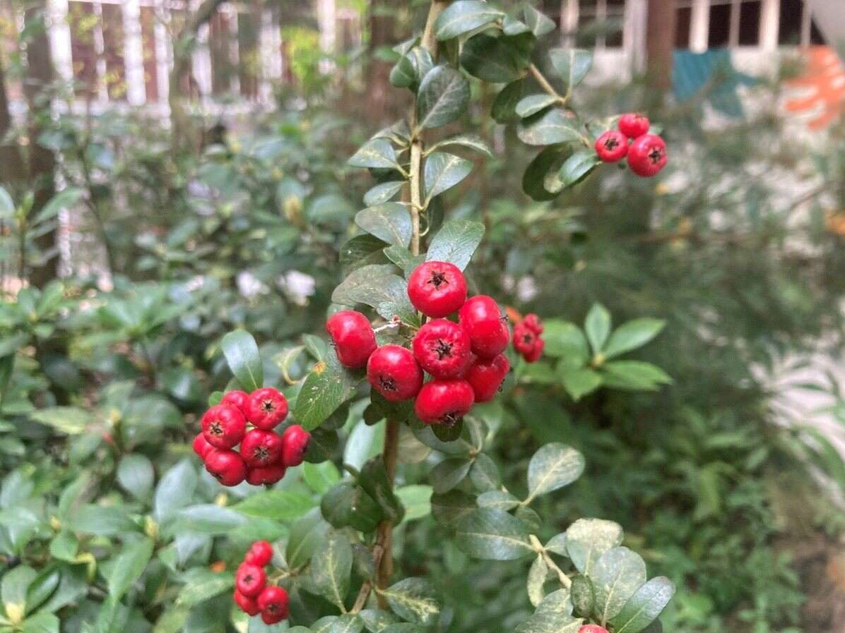 台東火刺木的紅色果實「狀元紅」的由來(圖片來源：臺北市政府工務局公園路燈工程管理處)