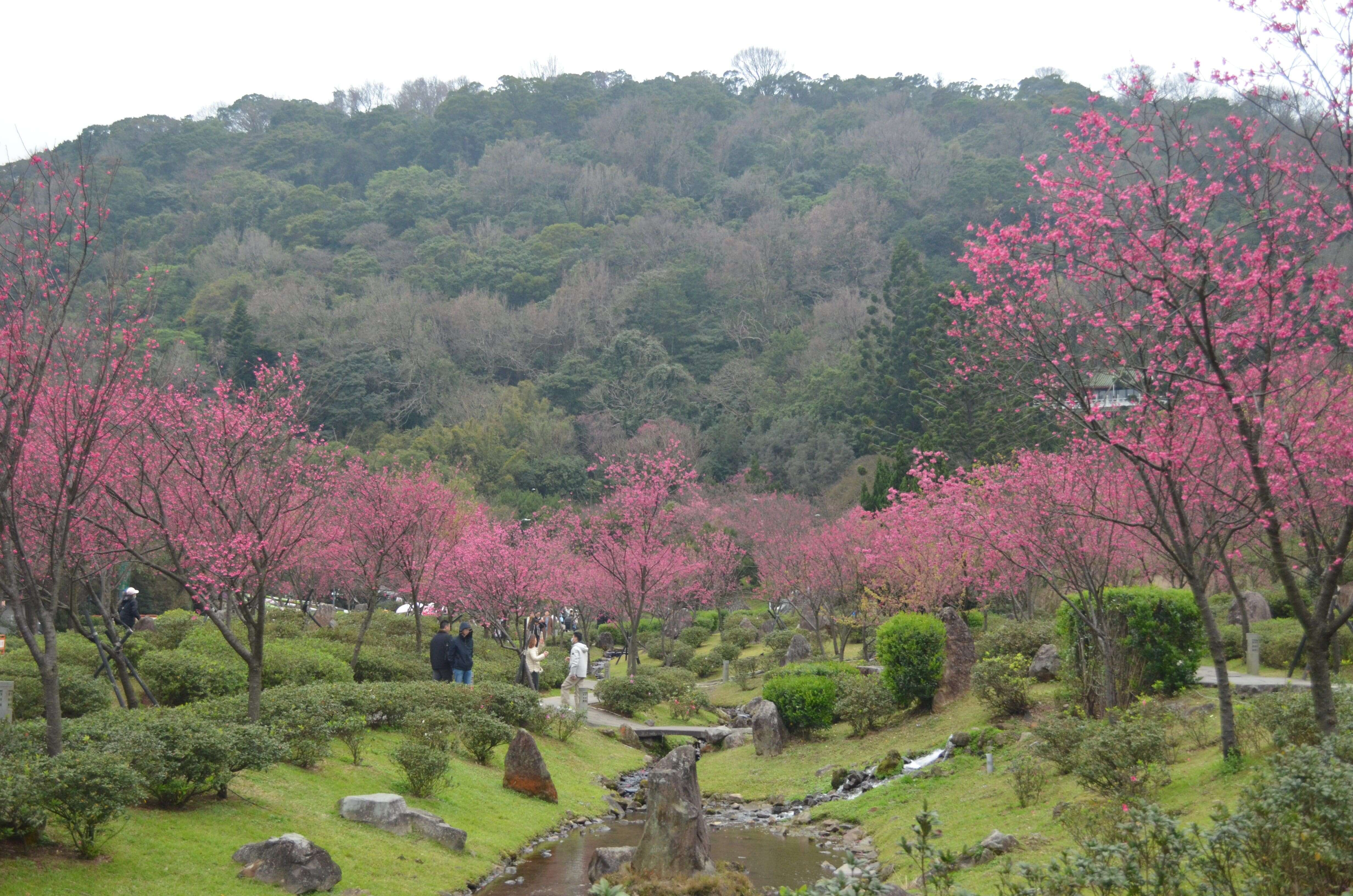山全体が桜吹雪 陽明山が最も美しい季節を迎えます！