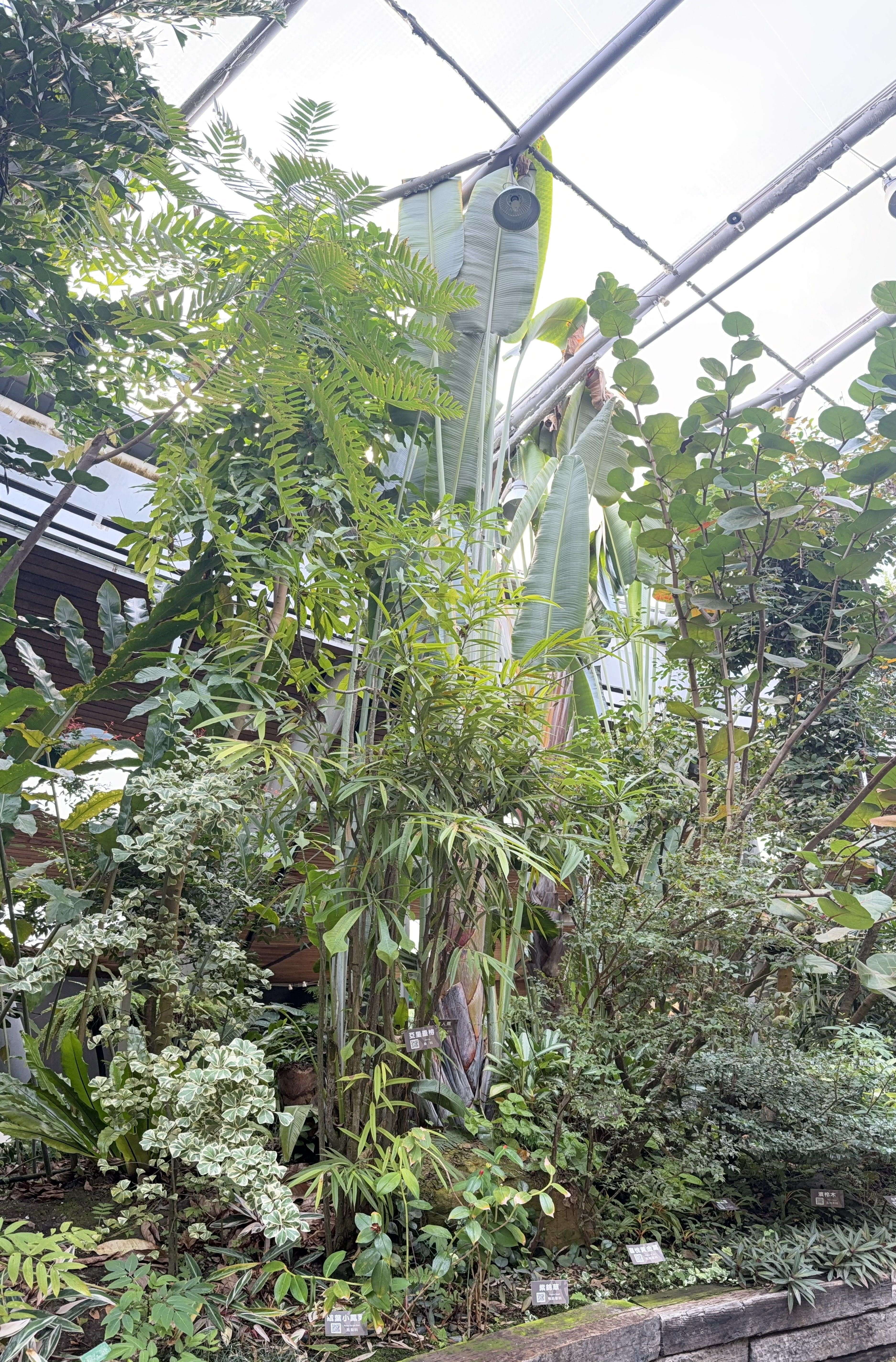 旅人蕉位於台北典藏植物园亚热带植物区。(图片来源：台北市政府工务局公园路灯工程管理处)