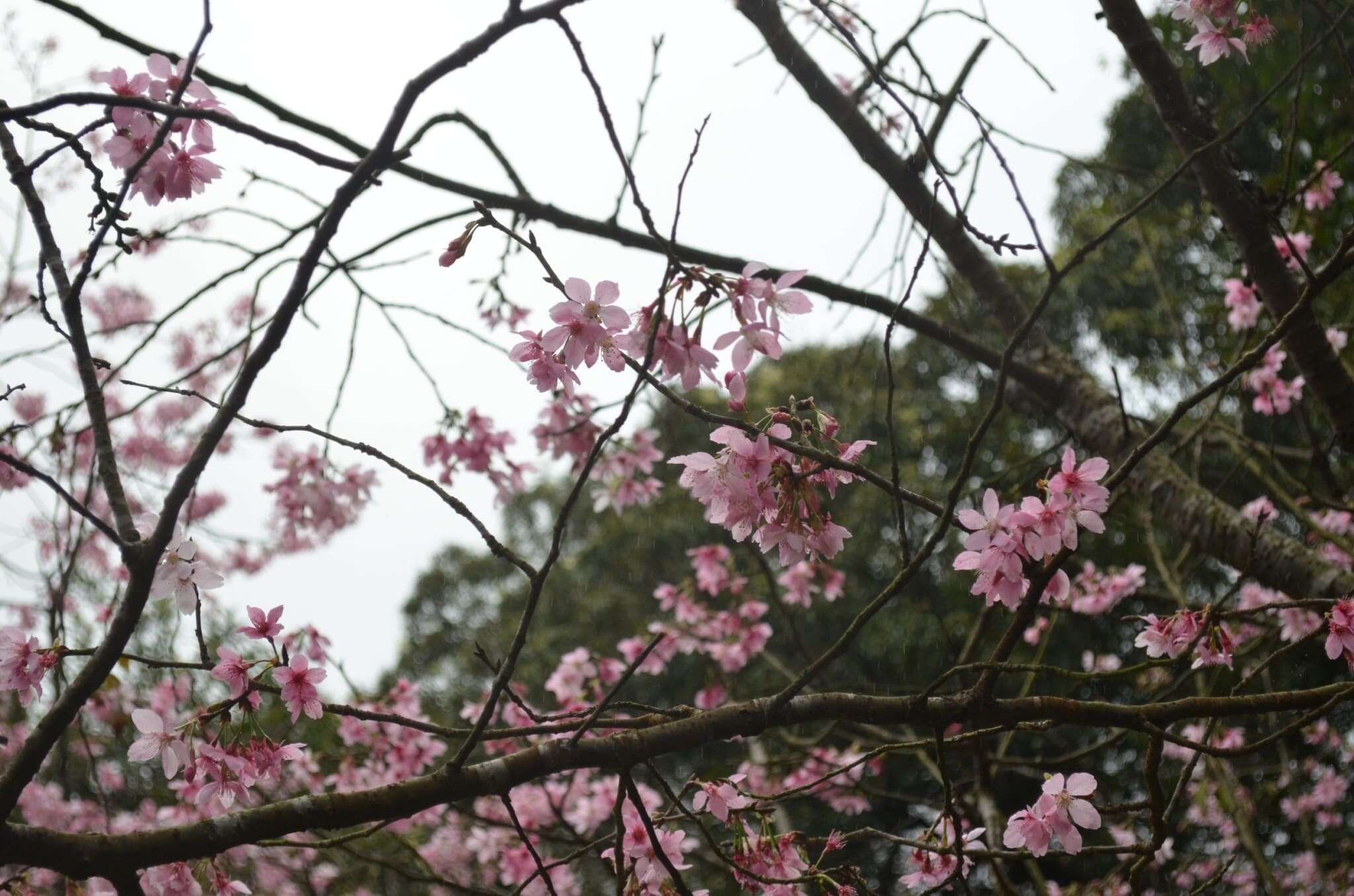 阳明山花季迷人的樱花美景(图片来源：台北市政府工务局公园路灯工程管理处)