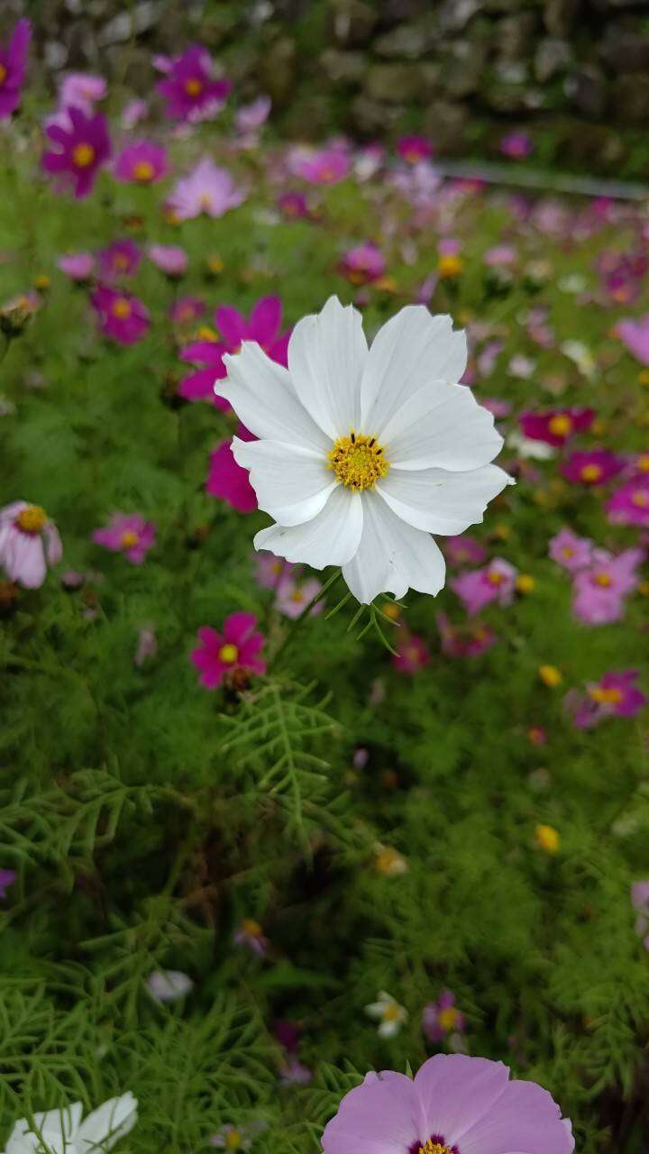山水绿生态公园的波斯菊近照，花瓣细致展现自然之美(图片来源：台北市政府环境保护局)
