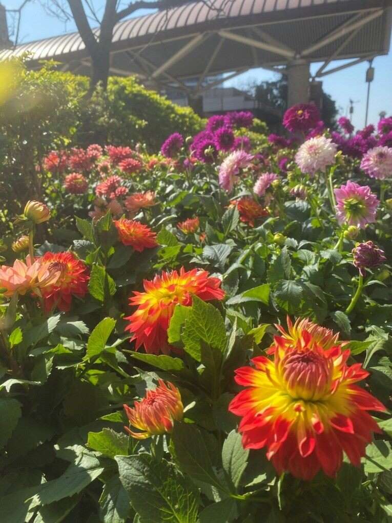 大理花的花色花型非常丰富，适合妆点年节气氛(图片来源：台北市政府工务局公园路灯工程管理处)