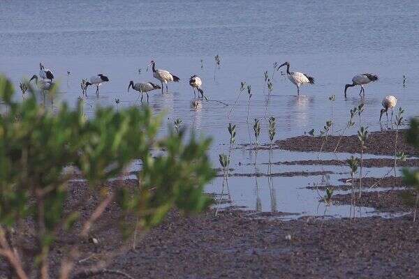 社子島島頭公園生態多元，候鳥季到來時會有鳥群停佇