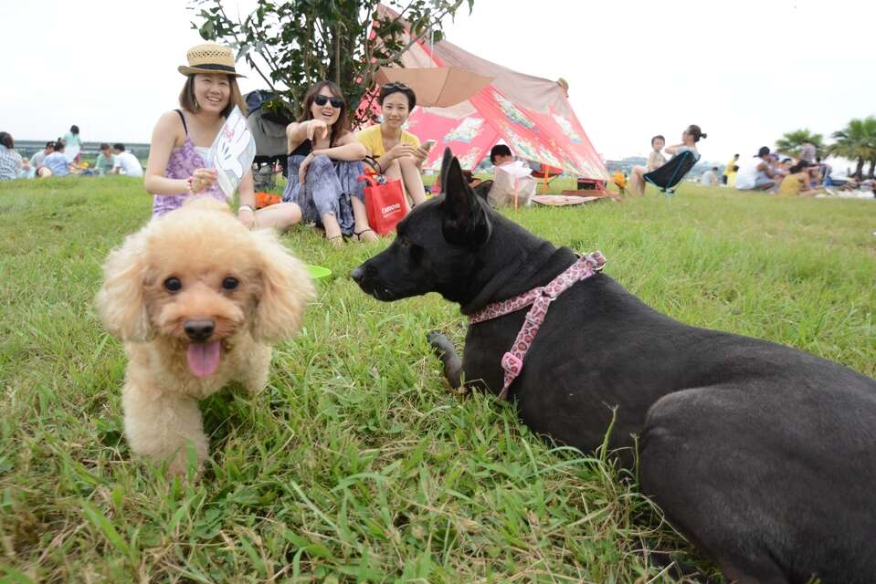 帶著毛小孩一起無痕野餐吧！