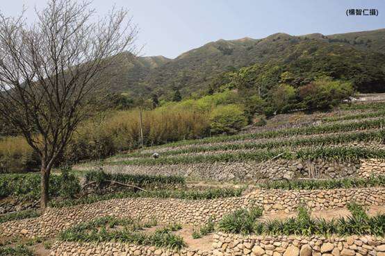 竹子湖可看到市區難得一見的梯田景色。