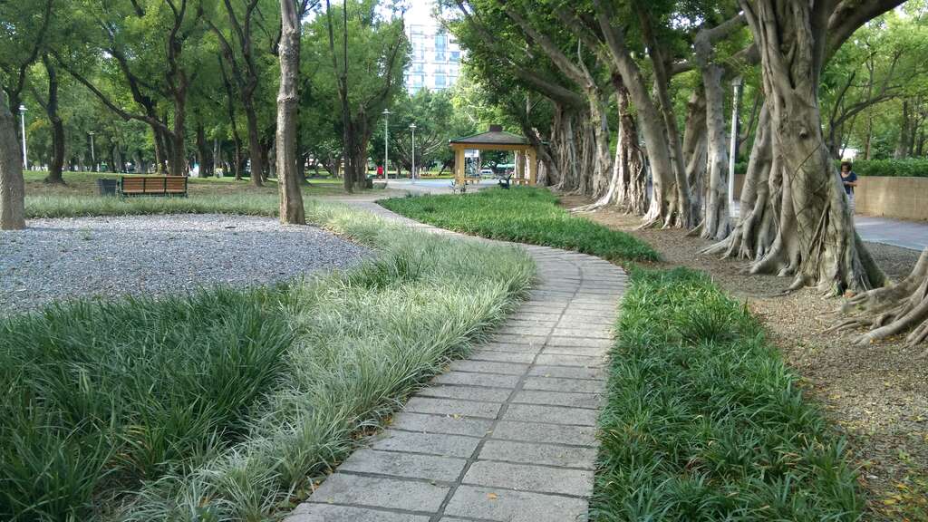 图4.树根裸露区以碎石级配与耐阴植物遮蔽