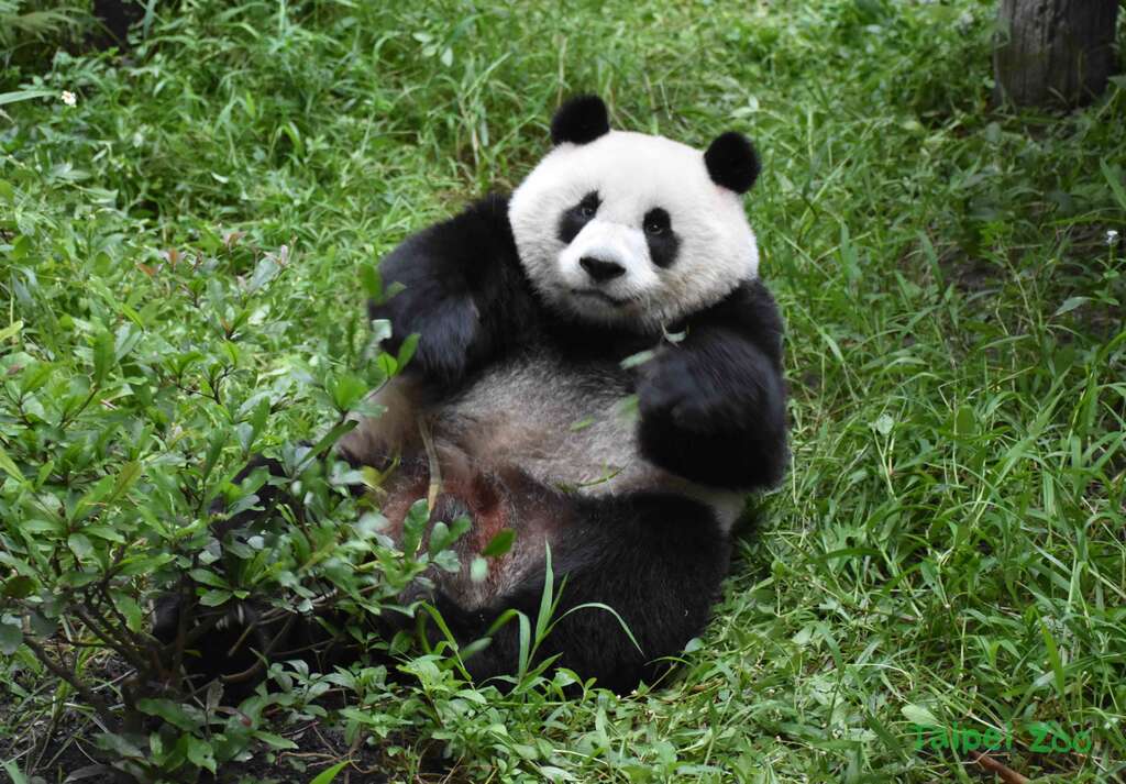 在草地上打滾的圓仔