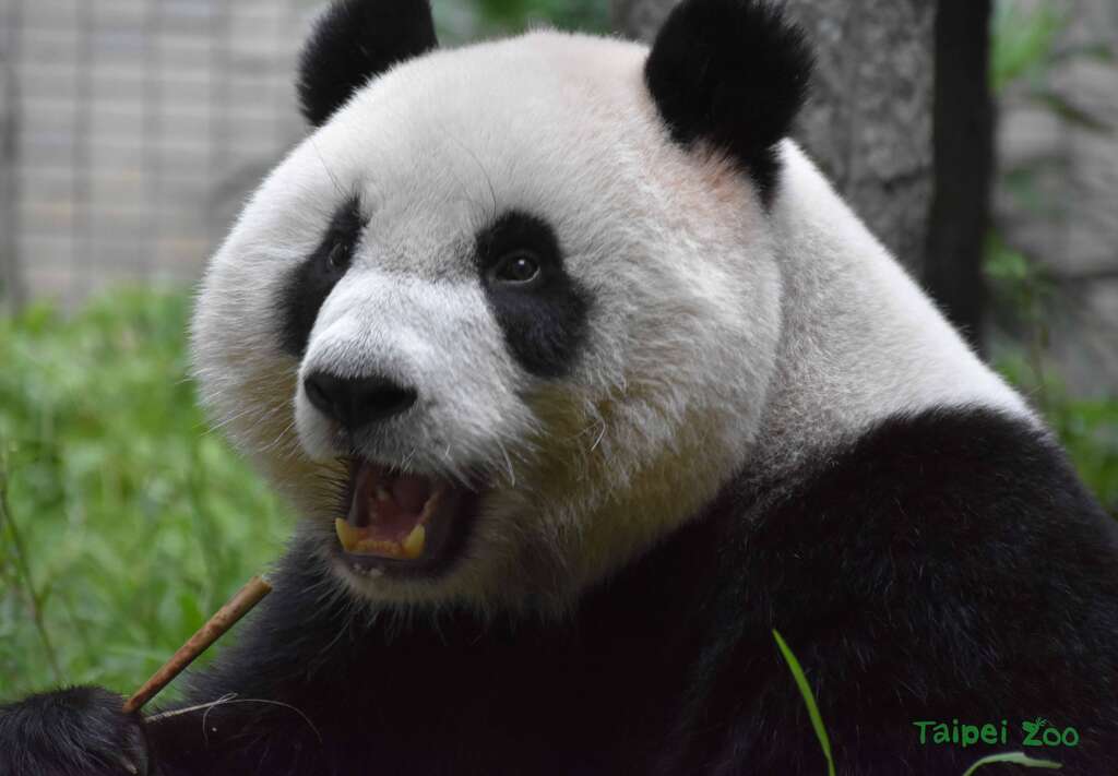 圓仔大啖竹筍