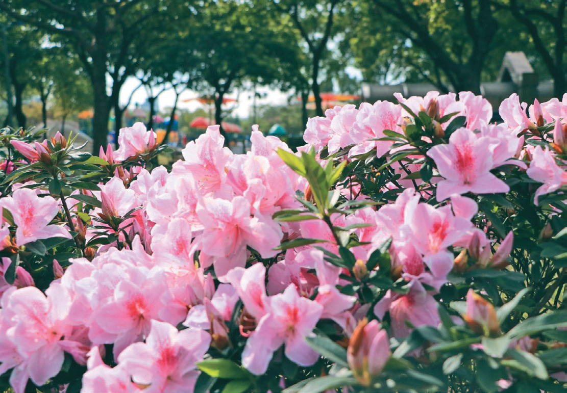 大安森林公園杜鵑花P32-35寫真 -3@台北市觀光傳播局