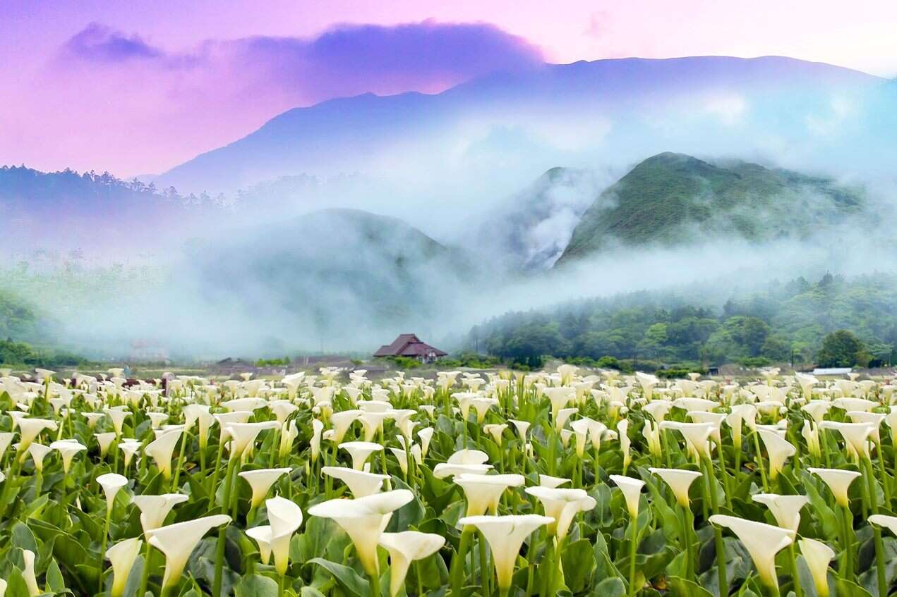 「竹子湖海芋季」在山景衬脱下更显白色纯白的海芋花海之美(图片来源：台北市政府工务局公园路灯工程管理处)