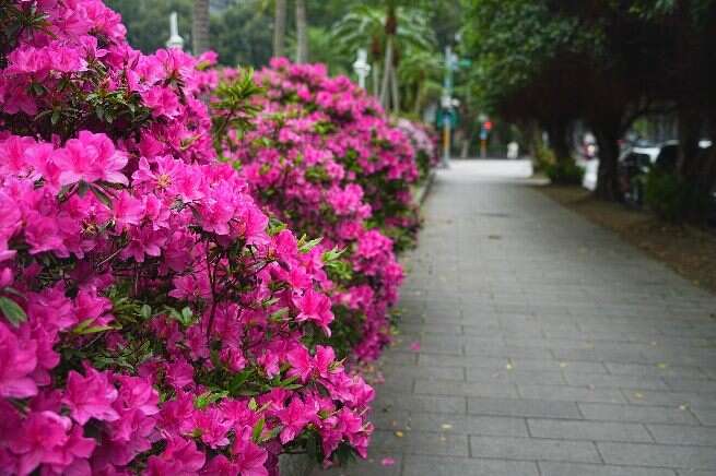 台北市多处街道正迎来杜鹃花开高峰(拍摄於介寿公园)(图片来源：台北市政府工务局公园路灯工程管理处)