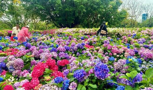 大安森林公园园区除杜鹃花外，还精心布置醉蝶花、绣球花及四季草花交织绽放，营造缤纷春日景致。(图片来源：台北市政府工务局公园路灯工程管理处)