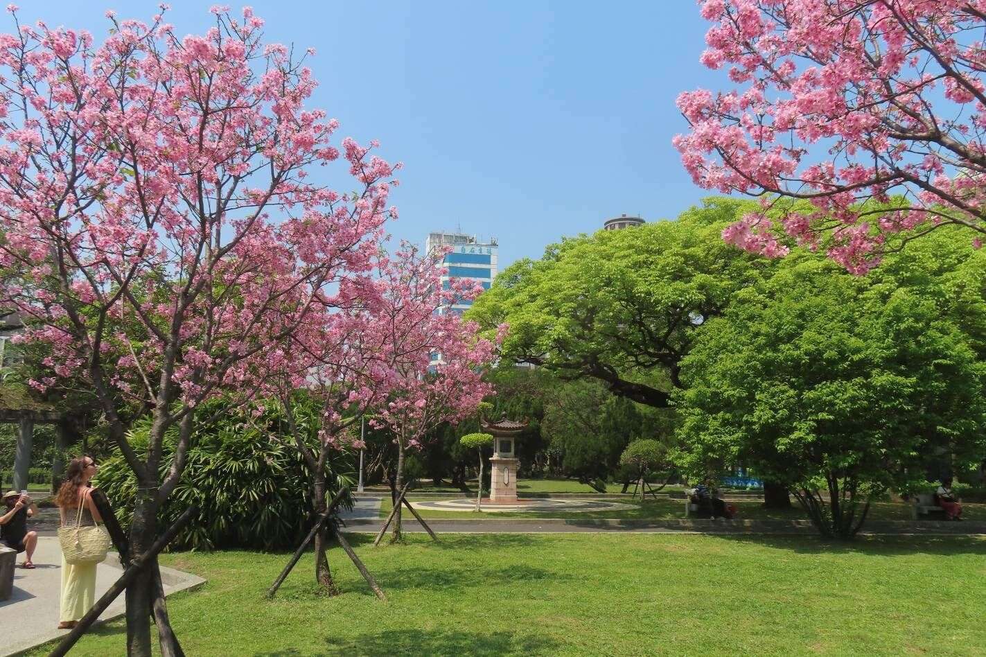 市區的二二八公園富士櫻已於3月下旬盛開吸引外籍遊客取景。(圖片來源：臺北市政府工務局公園路燈工程管理處)