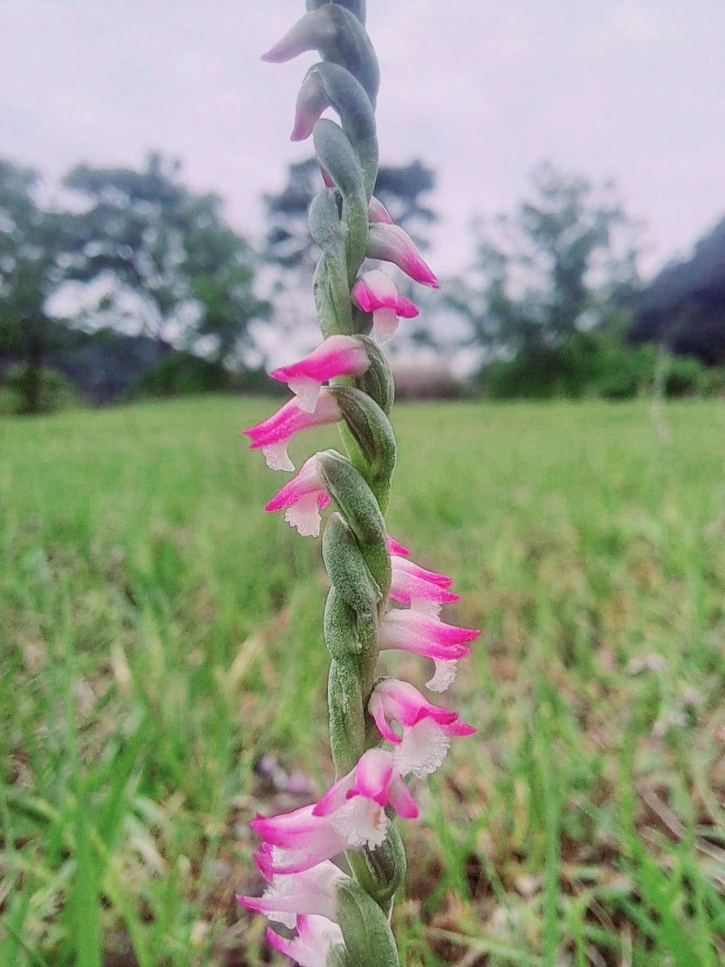 漫步山水绿生态公园，绶草花海迎春而开(图片来源：台北市政府环境保护局)