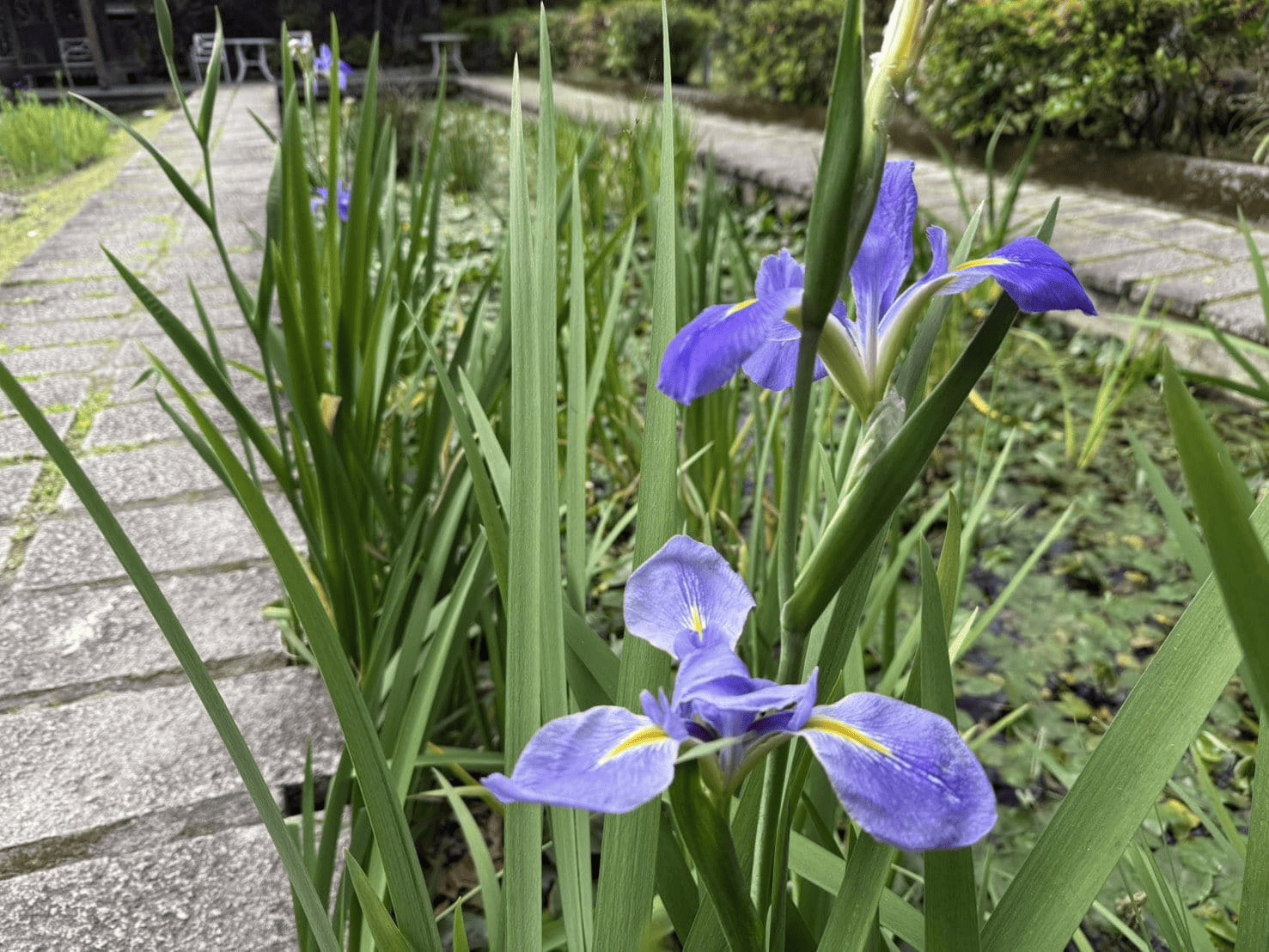 水生池旁，鳶尾花盛開，綻放出優雅與力量兼具的美感。(圖片來源：臺北市政府工務局公園路燈工程管理處)