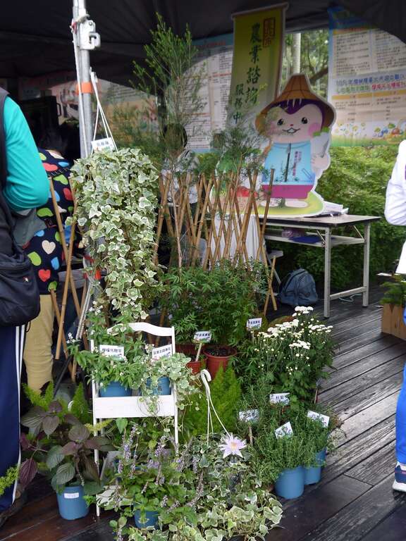 士林菊展展摊赠菜苗