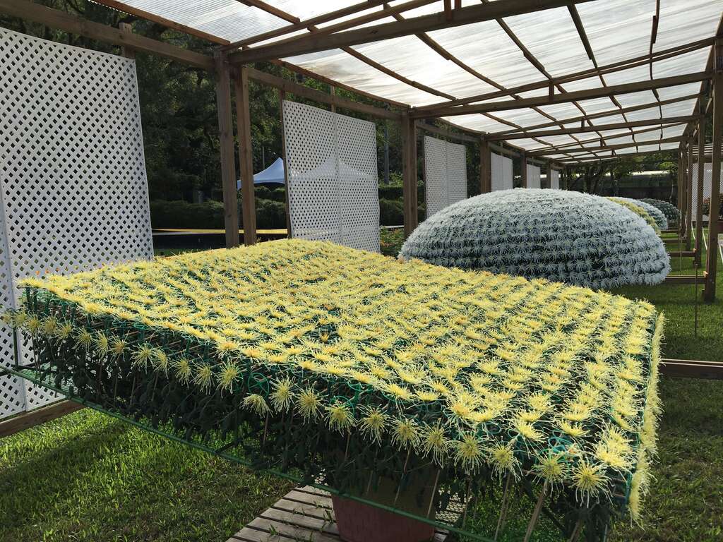 图4、菊展最美娇点─大立菊。