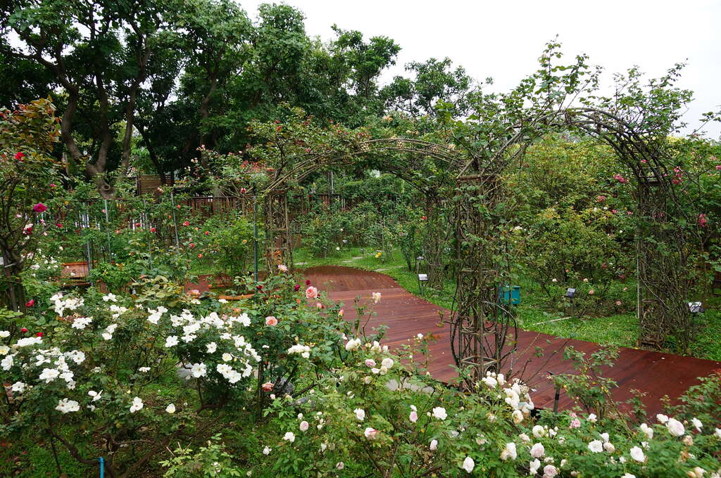 图1、.台北玫瑰园园内玫瑰重新修剪、木栈道亦全面汰旧换新。