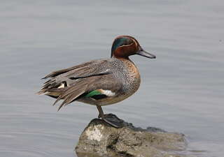 Huajiang Waterfowl Season Spotlights Wetland Conservation