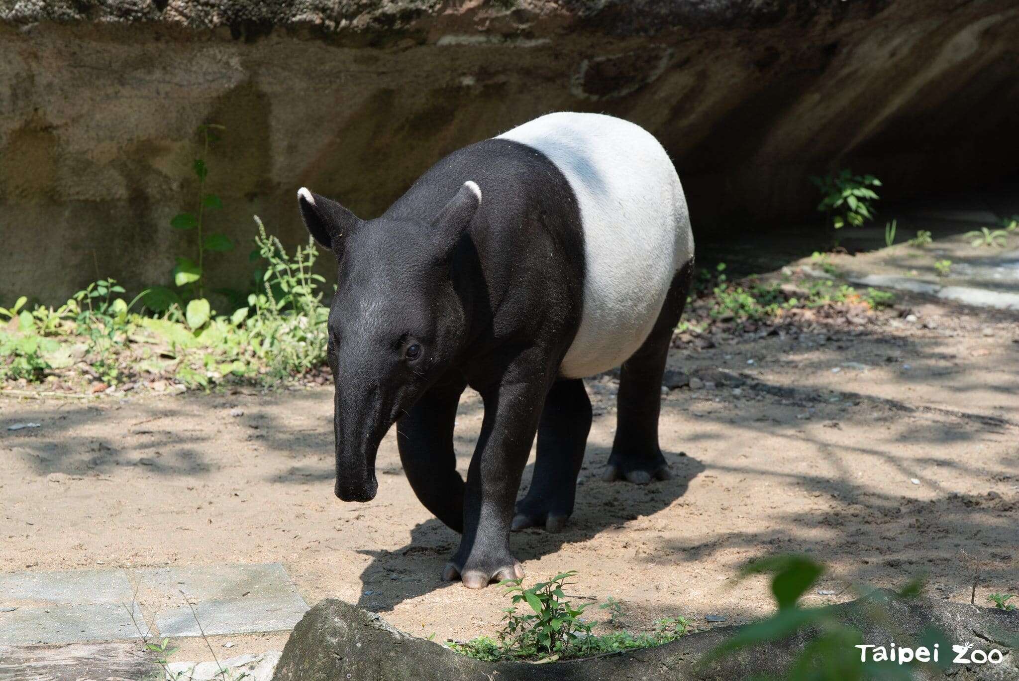 世界貘日World Tapir Day即將到來，歡迎大家來動物園認識馬來貘保育，和9個月大的莉姆路打個招呼(圖片來源：臺北市立動物園)
