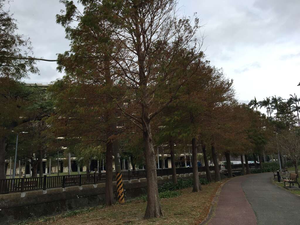 圖1.北歐風的落羽松步道